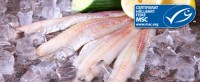 4113 - Alaska Pollock filé, MSC-cert